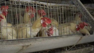 Tavuk Çiftliği - Sahnenin Arkasında Hindistan 'da Yumurta Üretimine Bakınız