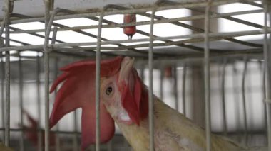 Egg Production in India - A Comprehensive Analysis of the Industry