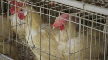 Tavuk Yumurtası Üretimi - Sürdürülebilir Yaklaşım