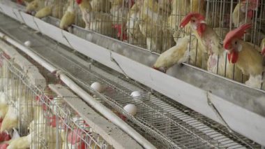 Hindistan 'da Eşsiz Tavuk Yumurtası Yapımı - Sürece Kapsamlı Bakış