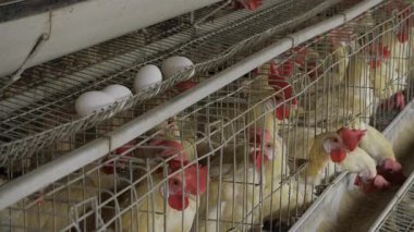 Hindistan 'da Yumurta Üretimi - Çiftliğin İçinde Kapsamlı Bir Bakış