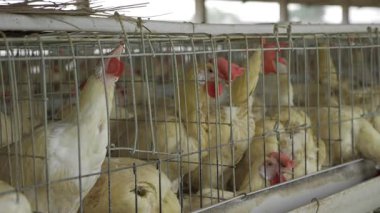 Gelişen Yumurta Üretimi - Tavuk Kümesine Bir Bakış