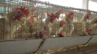 Tavuk çiftçiliğinin Thrumming Heart 'ını keşfedin.