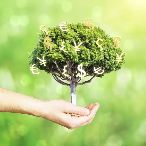 Mano celebración dinero árbol — Foto de Stock