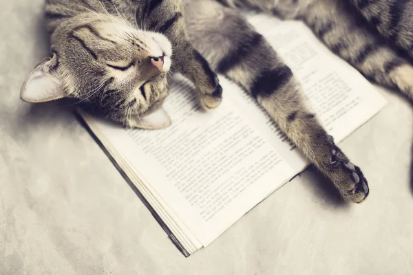 Katze liegt auf einem Buch — Stockfoto