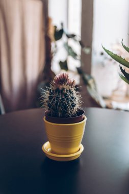 Çiçek açan kaktüs. Siyah arka planda küçük bir kaktüs, üst görünüm