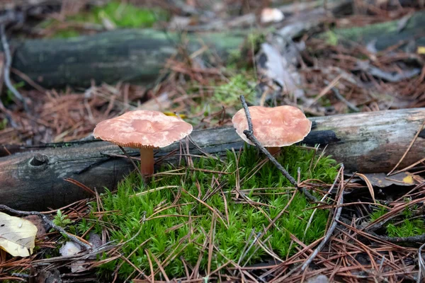 Forest mushrooms. Forest mushrooms in green grass and leaves