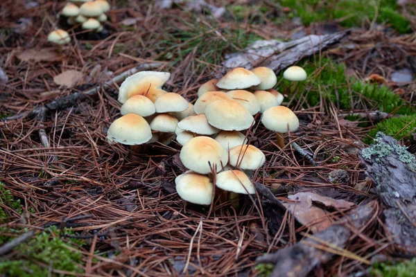 Poisonous mushrooms. Forest mushroom in dry leaves