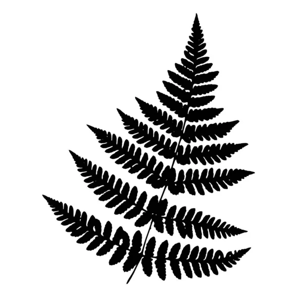 Beautiful fern leaf. Botanical illustration. Black isolated image on a white background — Stockvector