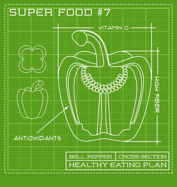 Flat white line drawing of vegetable. technical drawing of a tomato Stock Vector