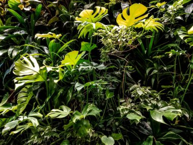 Arka planda tropikal bitkiler