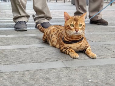 Arka planda kedi ve sahipleri var.
