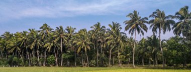 Parktaki palmiye ağaçları