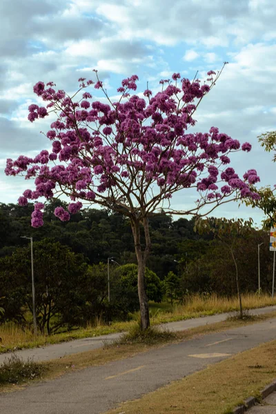 Flowering of purple ipe in Pampulha, city of Belo Horizonte, State of Minas Geraias, Brazil