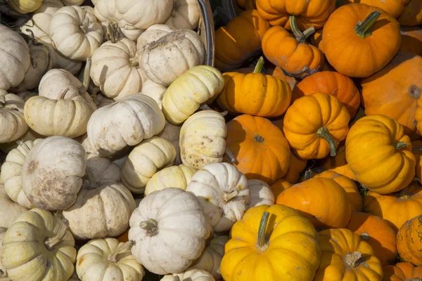 Val harverst van wit en oranje specialiteit pumpkins — Stockfoto