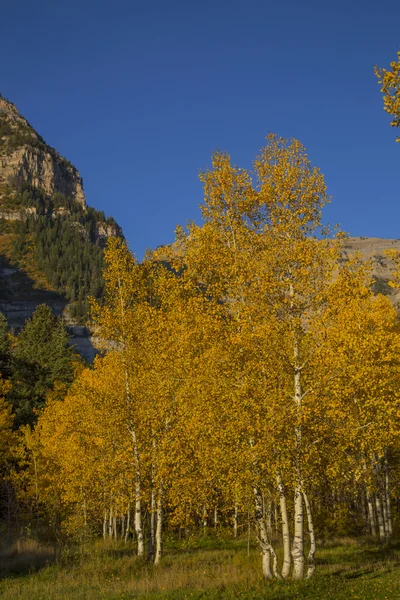 Krásné horské louky s podzimní žlutá třesoucí osik — Stock fotografie