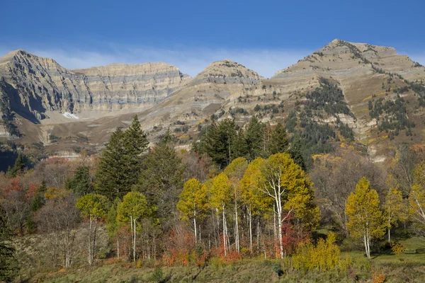 Podzimní horských scéna s borovicemi a apsen — Stock fotografie