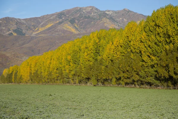 Fall landscape with huge poplar trees and mountains — Stock Photo, Image