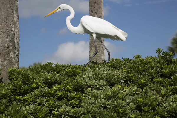 Great Egret caminando sobre un seto de planta verde — Foto de Stock