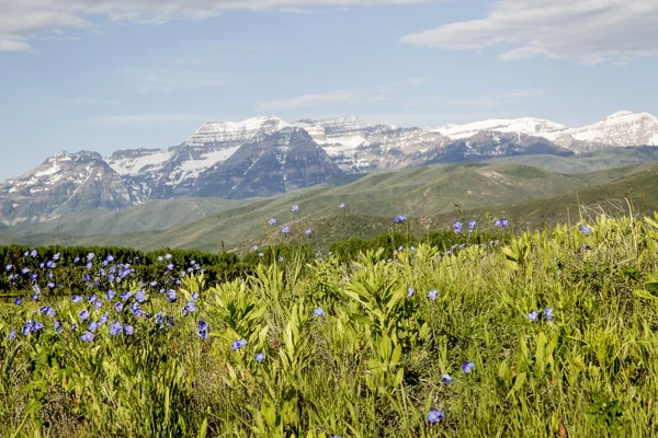 Slavné Wasatch zpátky namontovat Timpanogas jarní květiny — Stock fotografie