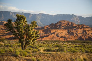 Kırmızı çöl yatay, Joshua tree ön planda