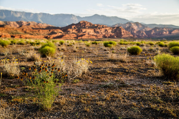 Red rock desert landscape with flowers and black mountains