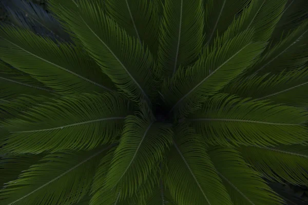 Belle plante de palmier verte luxuriante avec une vue aérienne — Photo