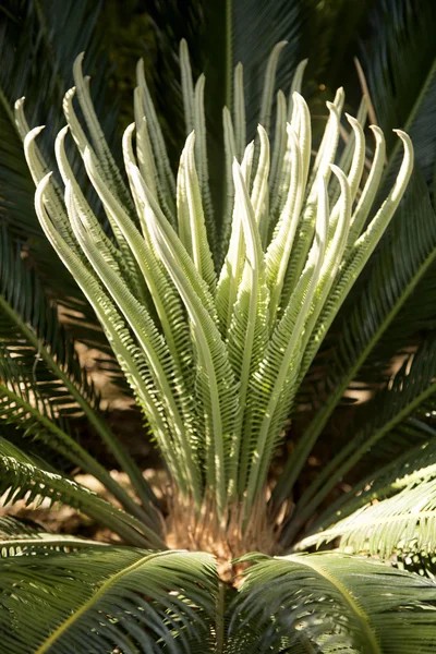 Hermosa palma sana de Sago con crecimiento de primavera — Foto de Stock