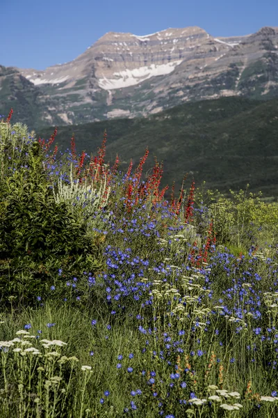 Beautiful wild flower scene on Rocky Mountain vertical landscape — Stock fotografie