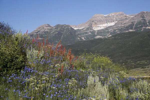 Wildflowers in a beautiful Rocky Mountain scene of Mount Timpano — Stock fotografie