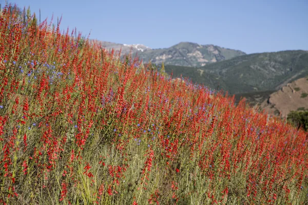 A field of red Eaton's Penstemon on the hillside of a mountain s — Stock fotografie