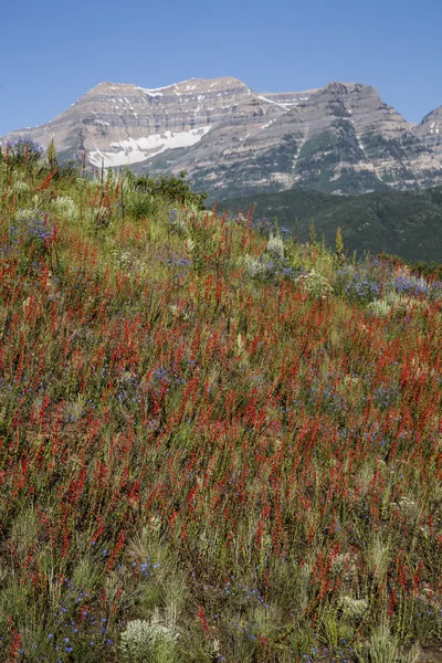 Beautiful spring mountain valley flowers snowy mountain peak — Stock fotografie
