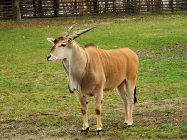 Eland (Taurotragus antilobu)