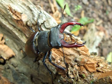 erkek boynuz böceği