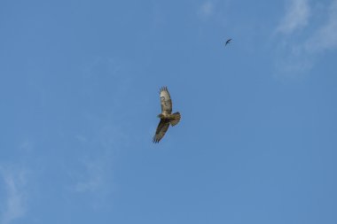 Şahin ve gökyüzü üzerinde yutmak