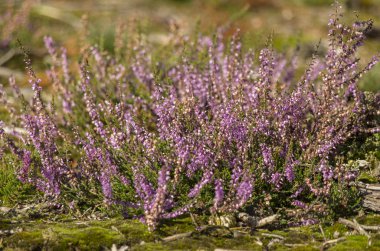 Heather bitki hoge veluwe Park (Hollanda)