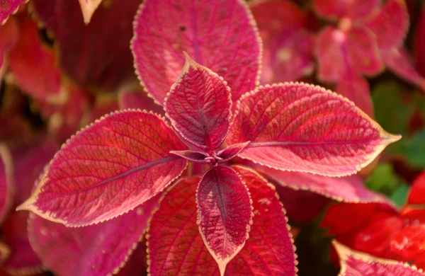Top coleus yapraklar