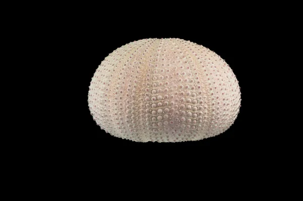 Sea Urchin — Stock Photo, Image