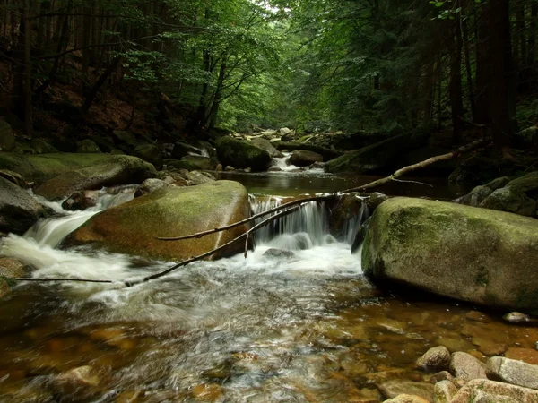 Orman rapids