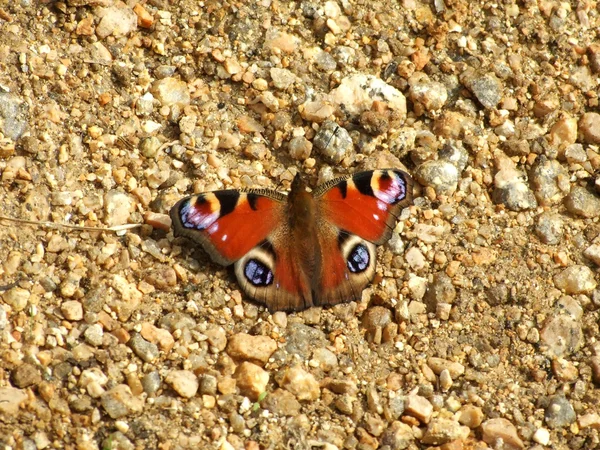 Europeiska peacock — Stockfoto