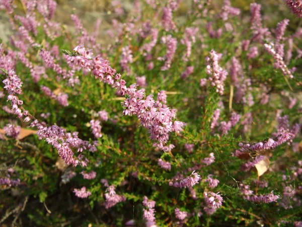 Heather