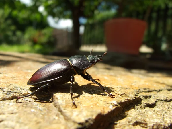 Famoso rinoceronte en la carretera — Foto de Stock