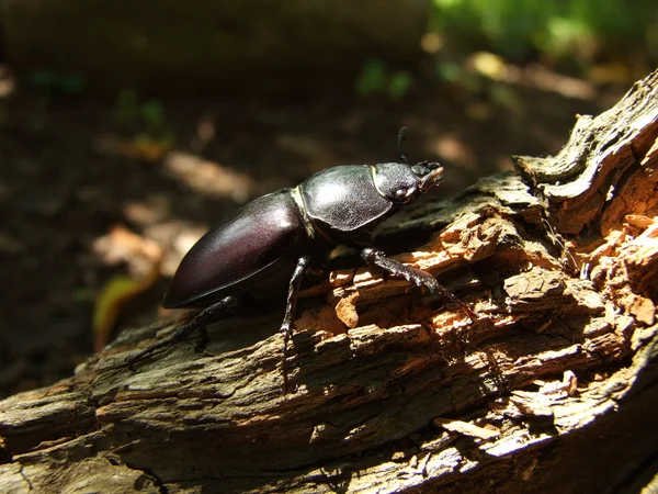 FAMALE stag beetle