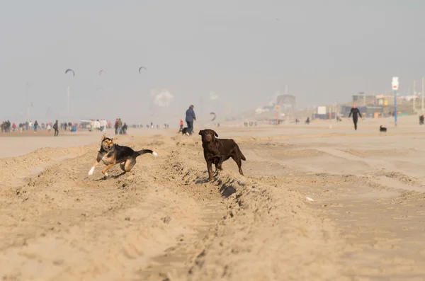 Köpekler Beach