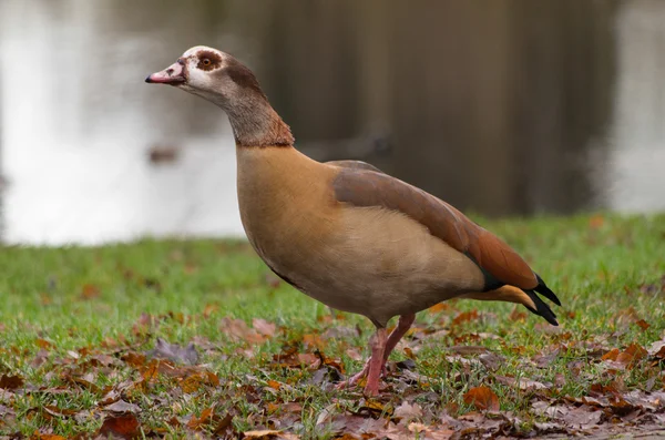 Egyptian goose — Stock Photo, Image