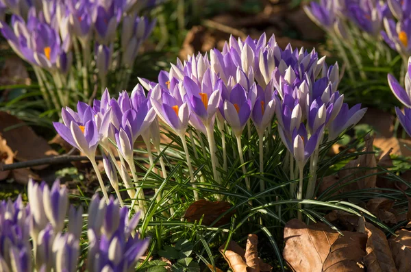 Çiğdem grubu