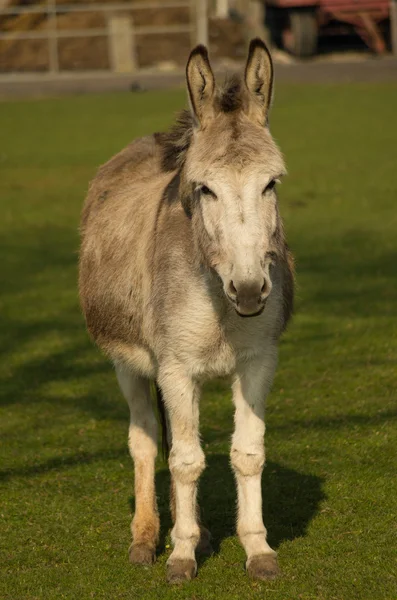 Burro sonriente —  Fotos de Stock