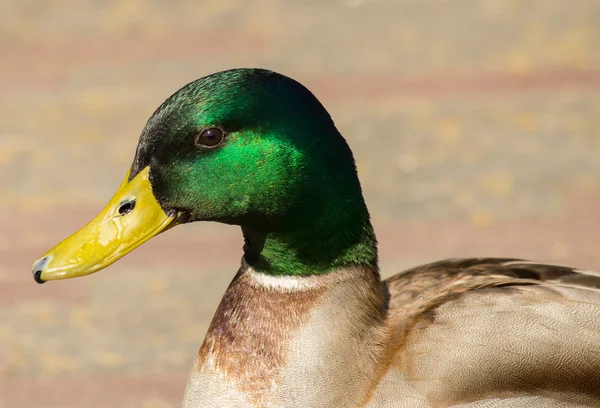 Kopf einer Ente — Stockfoto