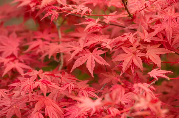 Acer palmatum — Stockfoto