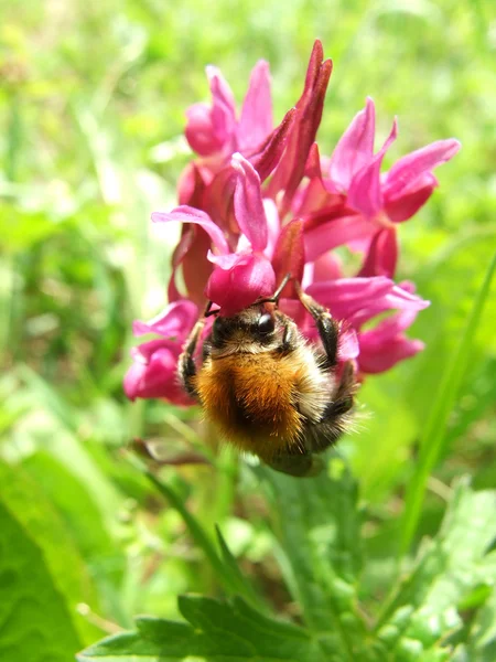 Bumblebee orkide üzerinde